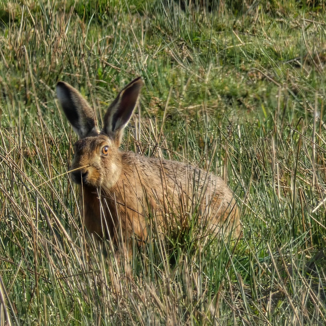 Brown Hare Long Ears Grass Alert Posture