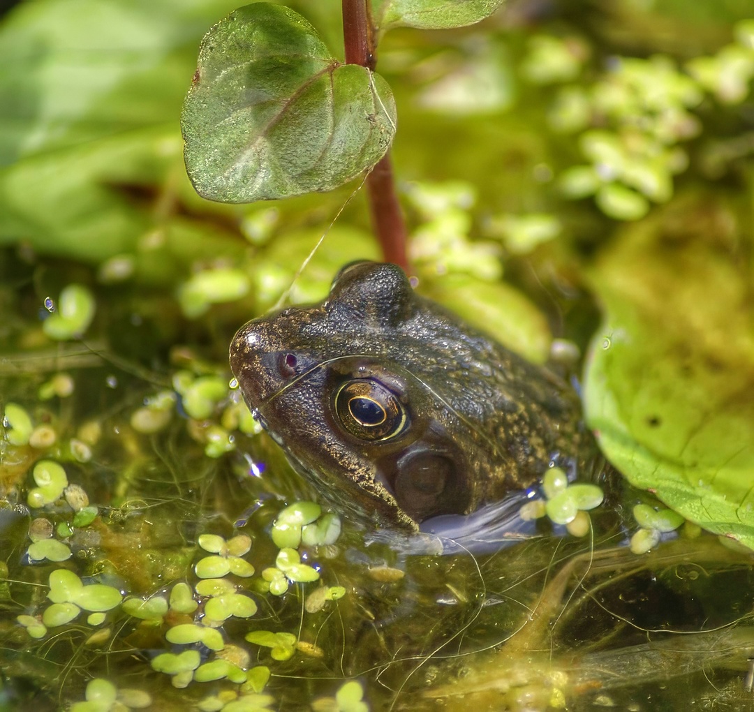 Common Frog Rana Temporaria Dark Olive Brown Golden Eye Emerging Pond Duckweed Aquatic Plants