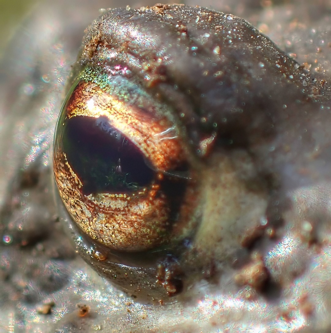 Common Toad Bufo Bufo Eye Close Up Extreme Macro Dark Pupil Golden Amber Iris Iridescent Reflection