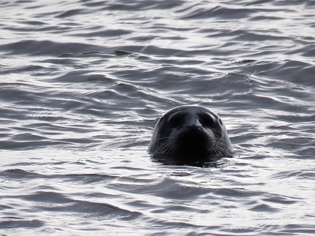 Grey Seal Halichoerus Grypus Head Bobbing Choppy Grey Water Whiskers