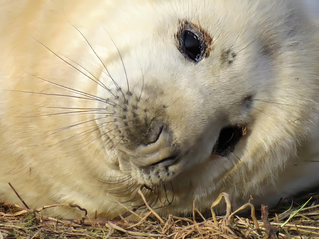 Grey Seal Pup White Fluffy Fur Dark Eye Long Whiskers Dry Grass Close Up