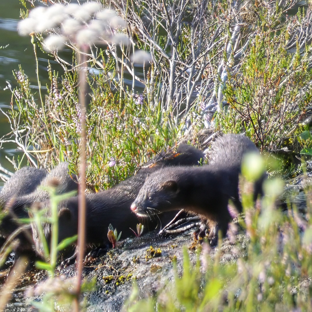 Otter Lutra Lutra Pair Dark Brown Wet Fur Rocky Shore Heather Vegetation Background