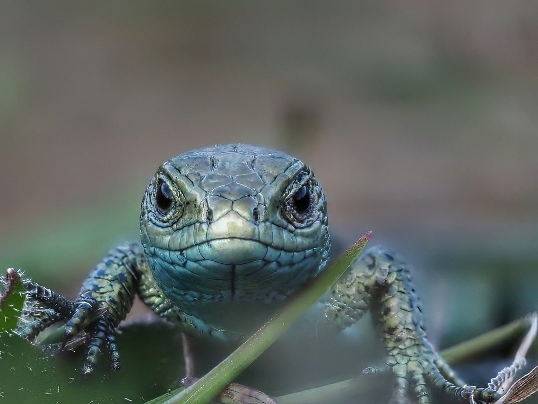 Sand Lizard Male Blue Green Scaly Frontal Portrait Vegetation Macro