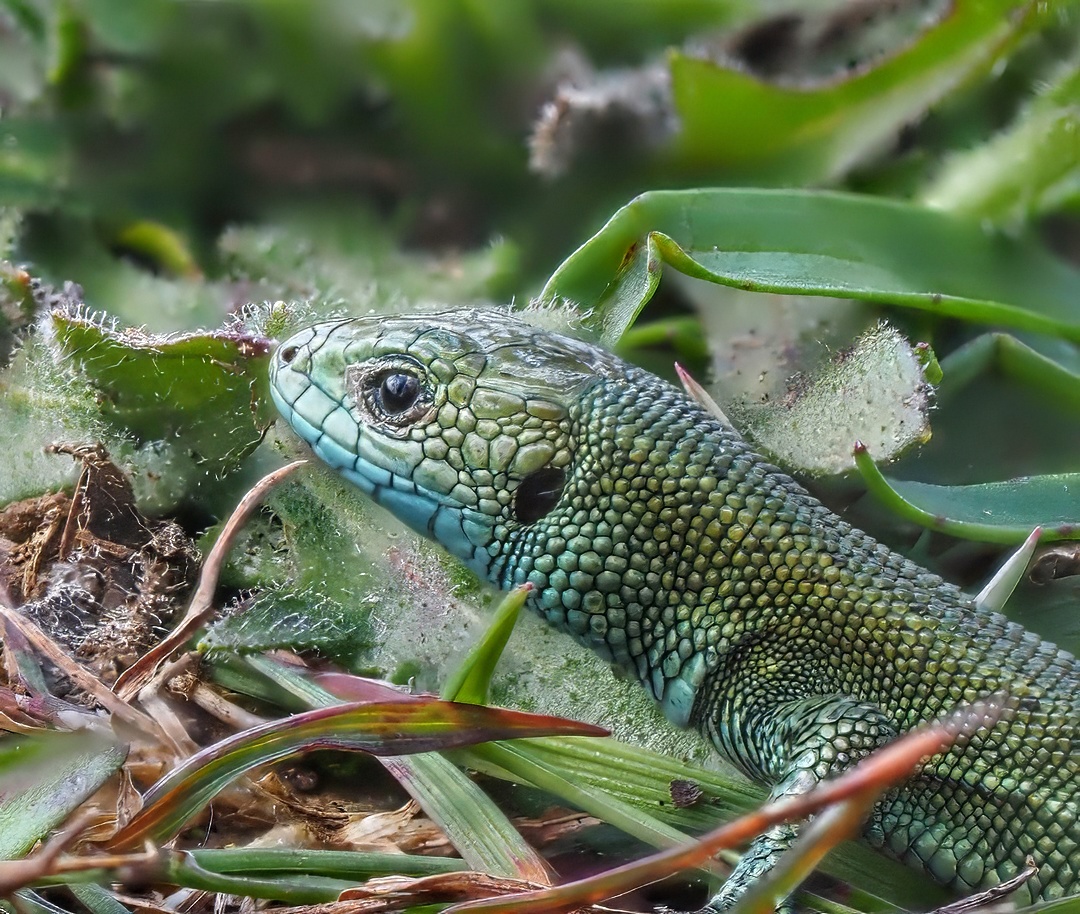 Western Green Lizard Lacerta Bilineata Vivid Green Scales Blue Throat Vegetation