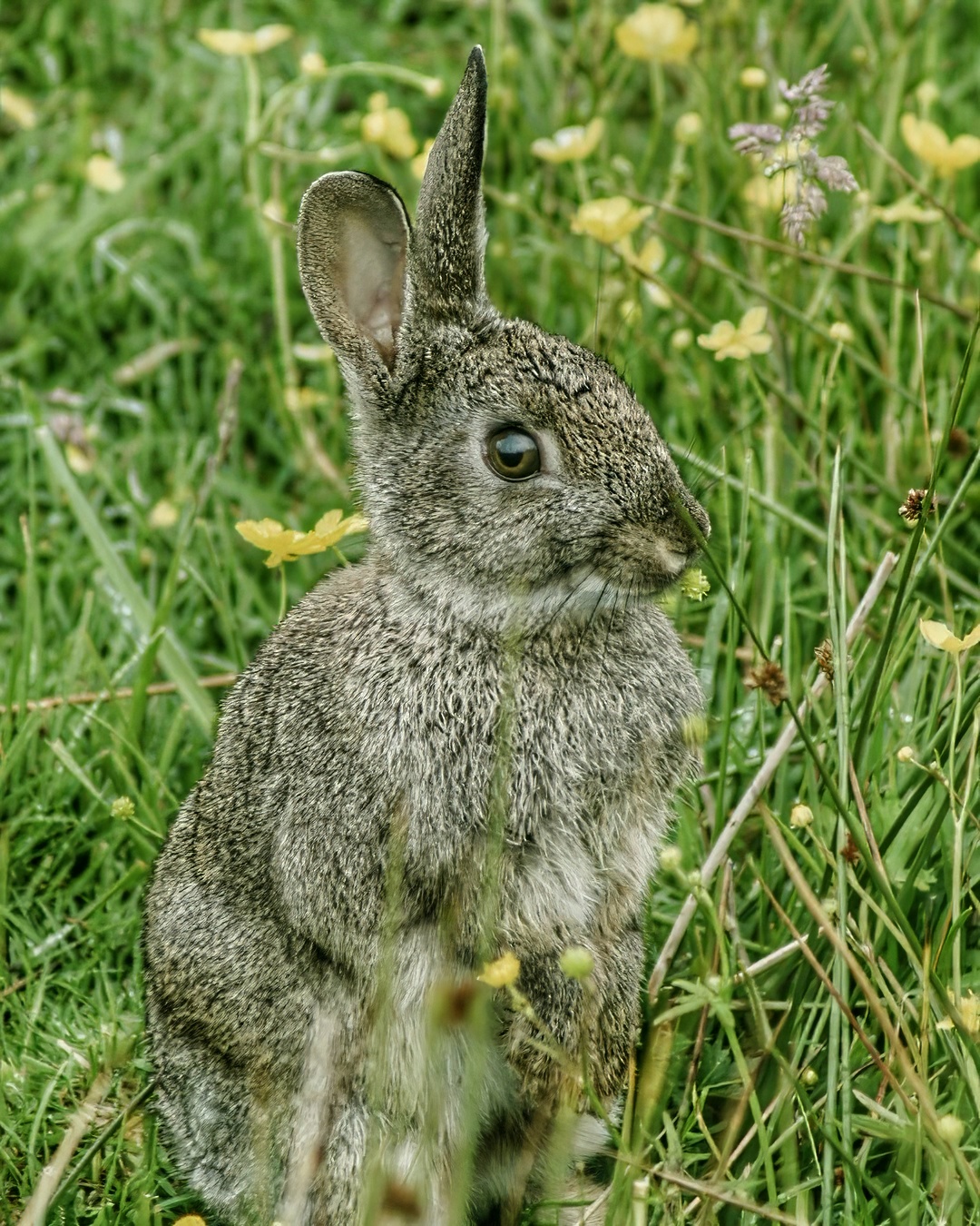 Young Wild Rabbit Grey Brown Alert Ears Sitting Green Grass Yellow Buttercups