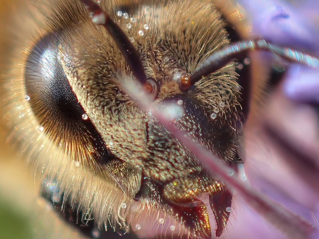 Bee Extreme Close Up Compound Eye Dew Droplets Hairy Face Purple Flower