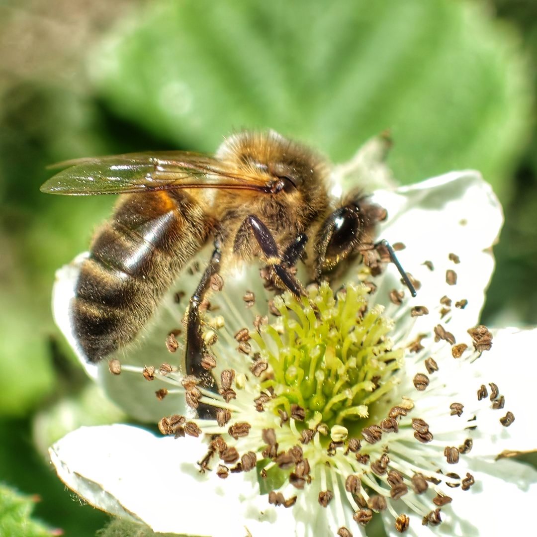 Honey Bee Apis Mellifera Foraging White Bramble Flower Amber Banded Dorsal Green Leaf Bokeh
