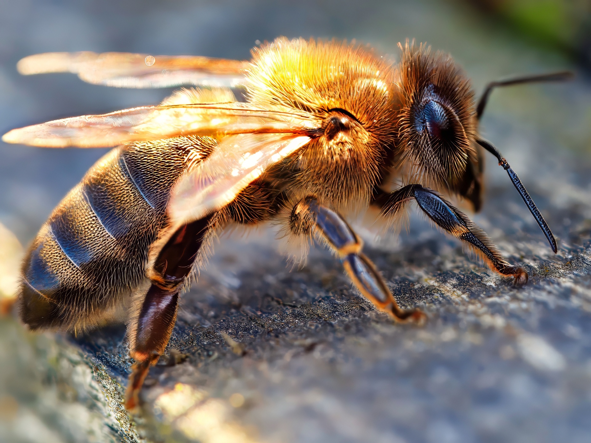Honey Bee Golden Amber Macro Resting Stone Dark Banding Side View
