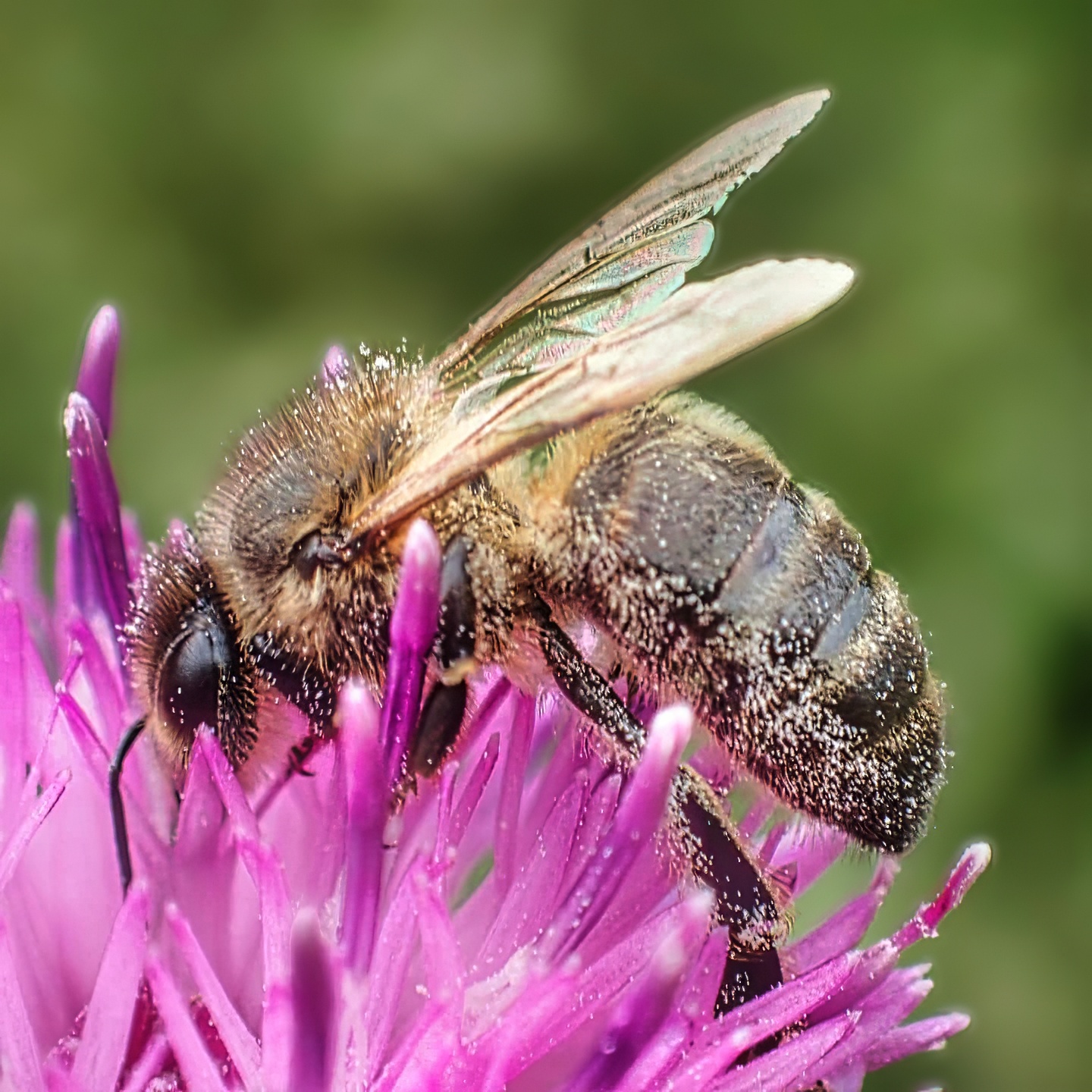 Honey Bee Pollen Covered On Thistle