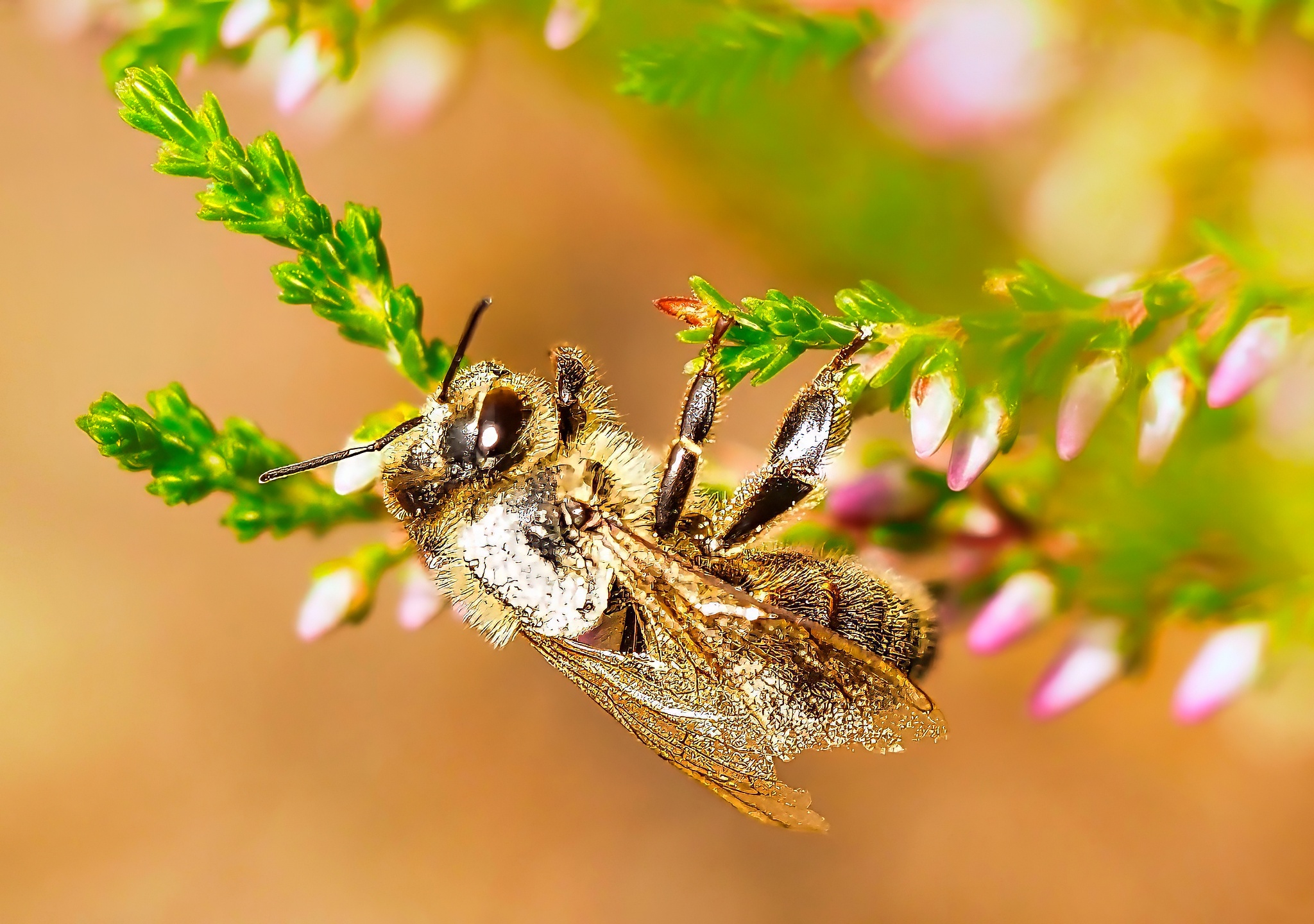 Mining Bee Andrena Golden Brown Furry Pollen Dusted Heather Pink Buds Macro