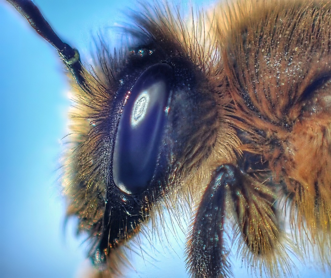 Mining Bee Dark Compound Eye Orange Hair