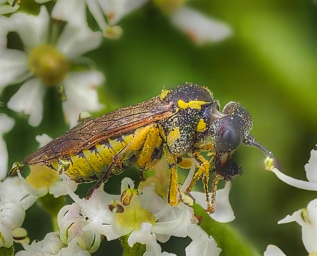 Nomad Bee Yellow Black On White Umbellifer