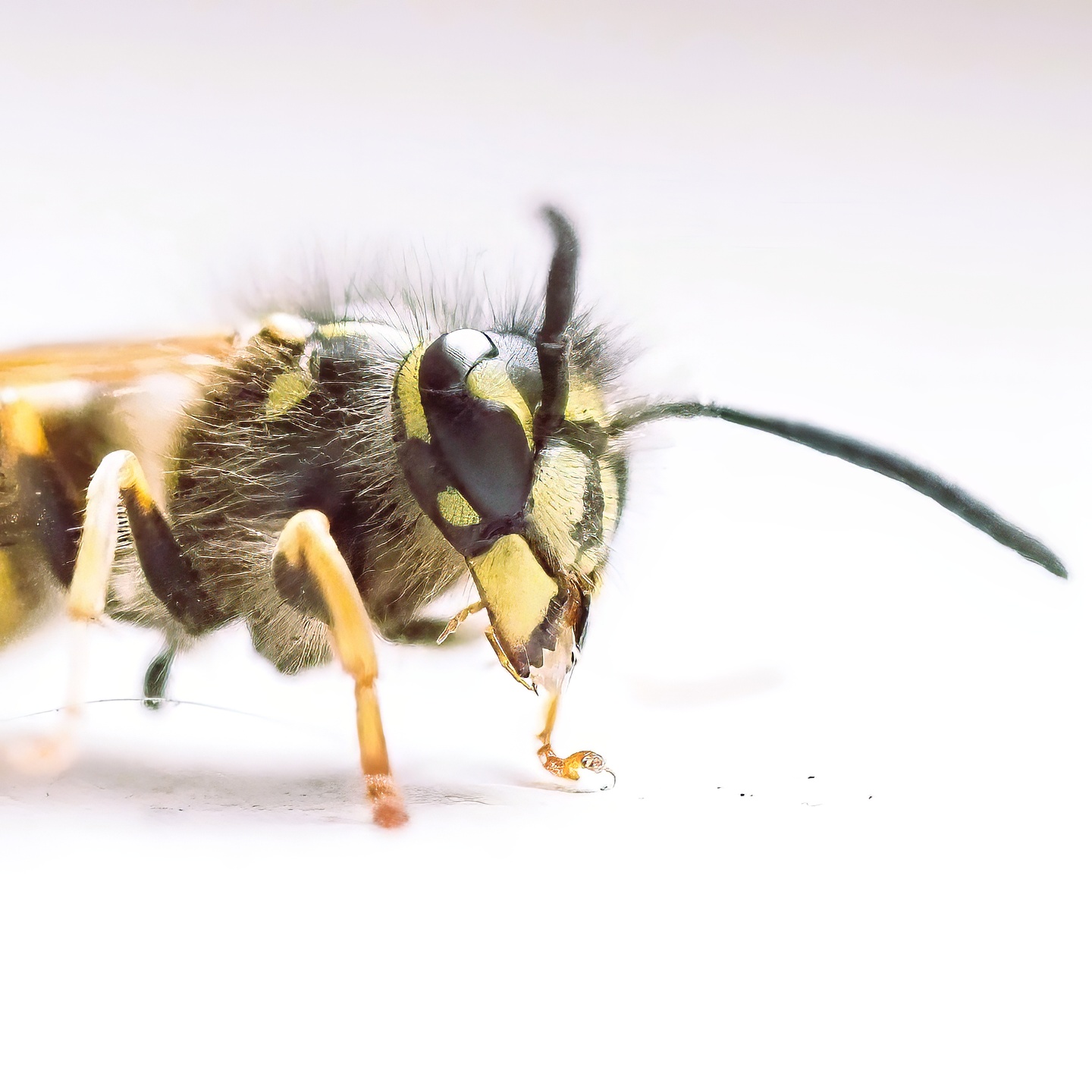 Wasp Vespula Macro Close Up Black Yellow Banded Head Dark Compound Eye Black Antennae Hairy White Background