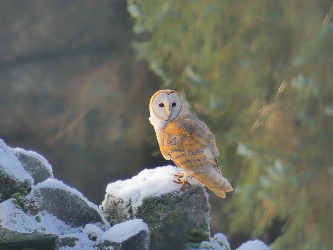 Barn Owl Tyto Alba Perched Snow Covered Stone Wall Winter Blurred Tree