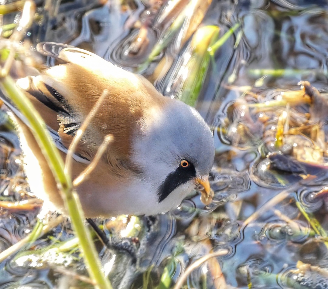 Bearded Reedling Male Grey Head Black Moustache Orange Eye Feeding Water Reeds