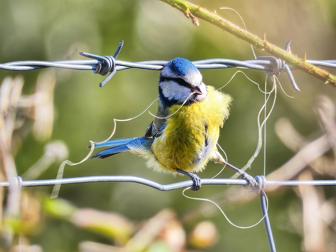 Blue Tit Cyanistes Caeruleus Perched Wire Fence Holding Nesting String Beak