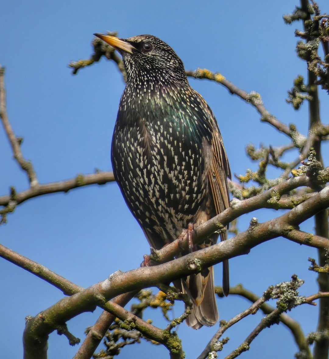Common Starling Iridescent Black White Spots Yellow Bill Bare Branch Blue Sky