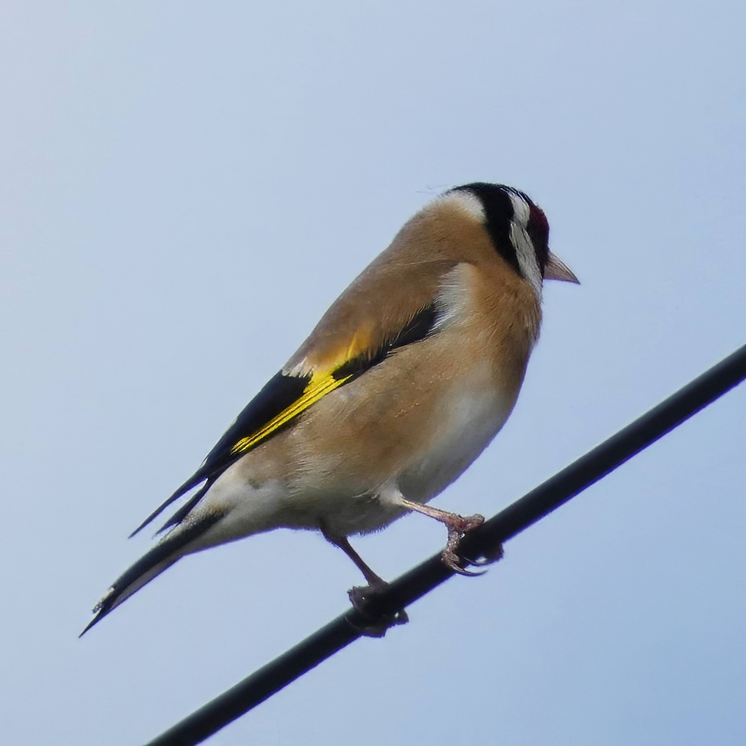European Goldfinch Red Face Black White Head Yellow Wing Bar Perched Wire Blue Sky