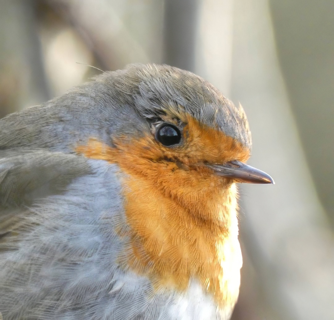 European Robin Extreme Closeup Portrait Orange Red Breast Grey Plumage Large Dark Eye