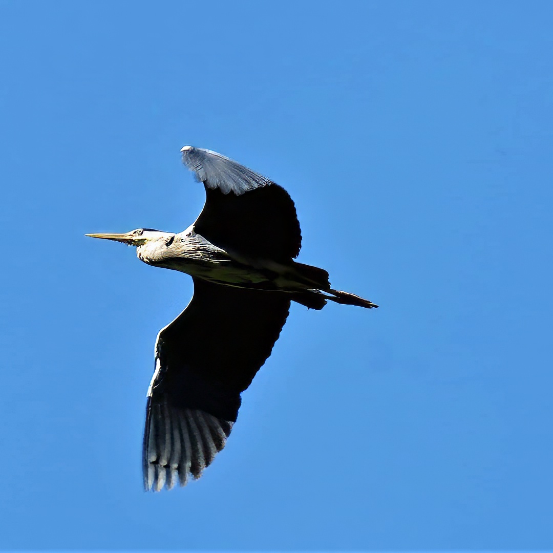 Grey Heron Ardea Cinerea In Flight Wings Spread Grey Black Plumage Clear Blue Sky
