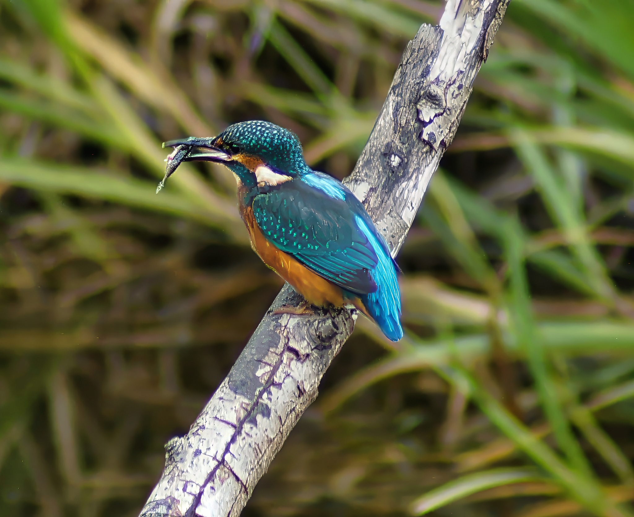 Kingfisher With Fish Twig