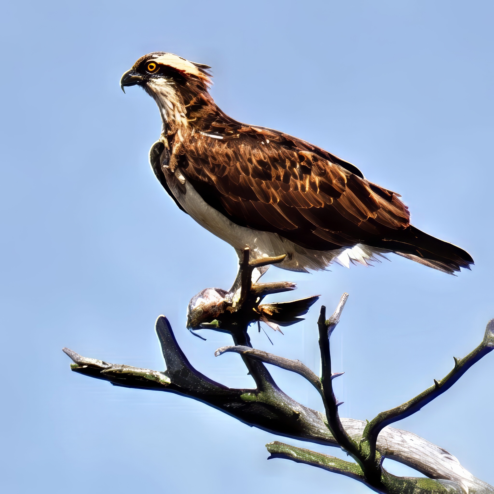 Osprey Brown White Orange Eye Gripping Fish Dead Branch Blue Sky Close Up