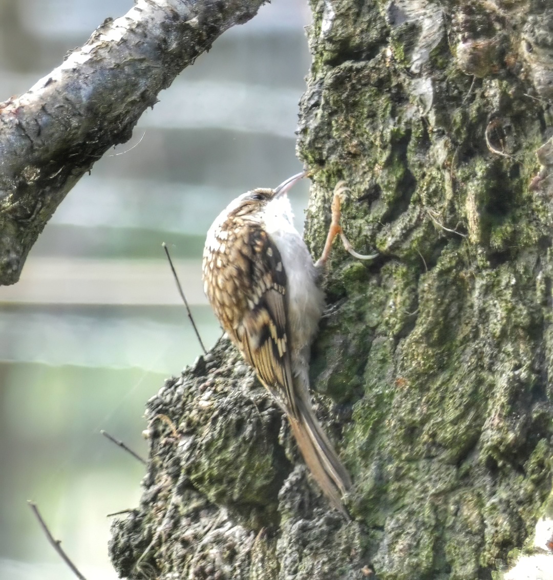 Treecreeper Brown White Streaked Curved Bill Climbing Mossy Tree Trunk