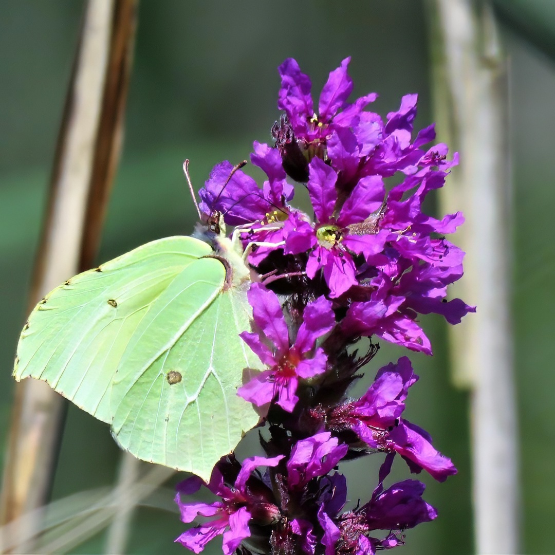 Brimstone Butterfly Pale Sulphur Yellow Wings Feeding Purple Loosestrife