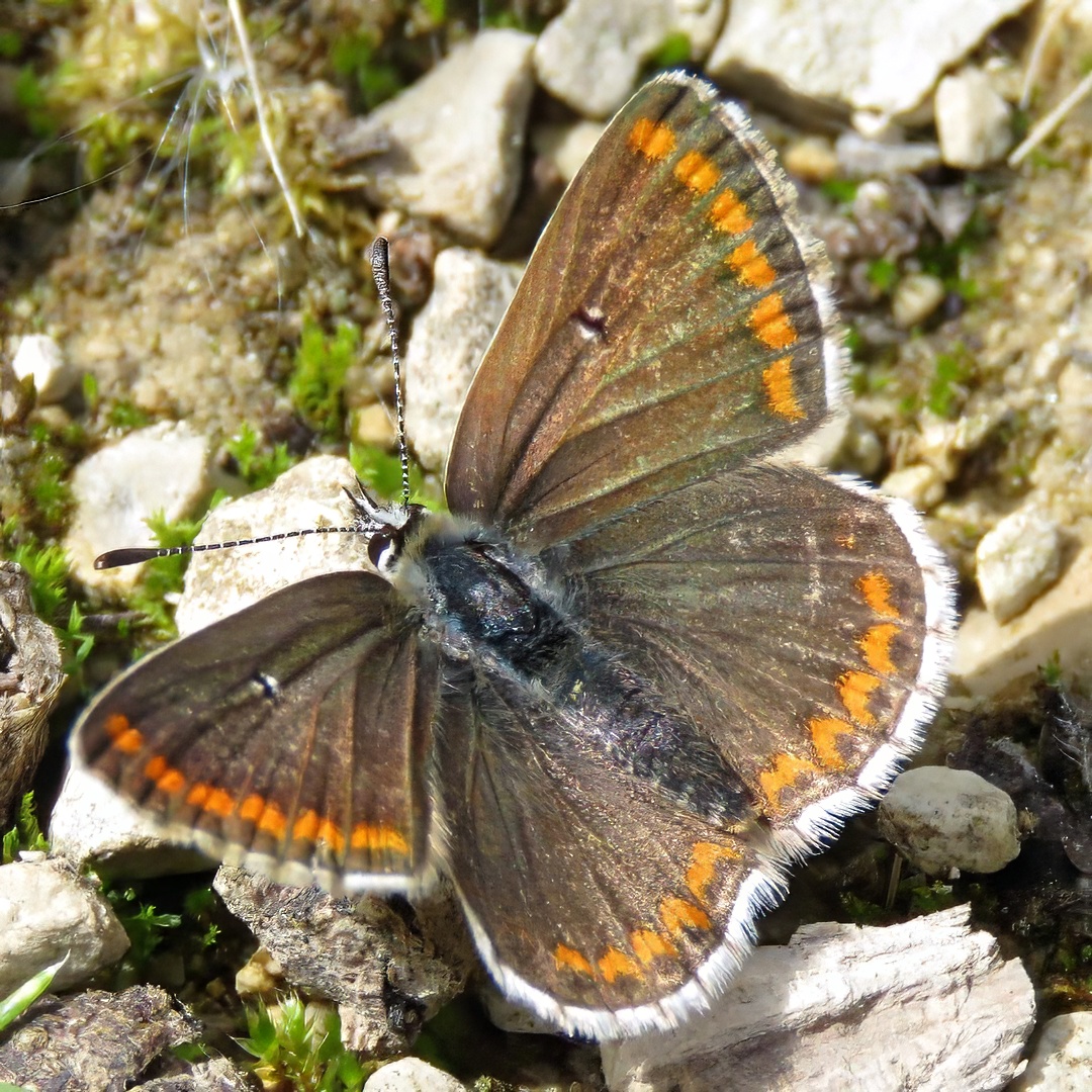 Brown Argus Butterfly Brown Orange Crescent Spots Wings Spread Mossy Rock