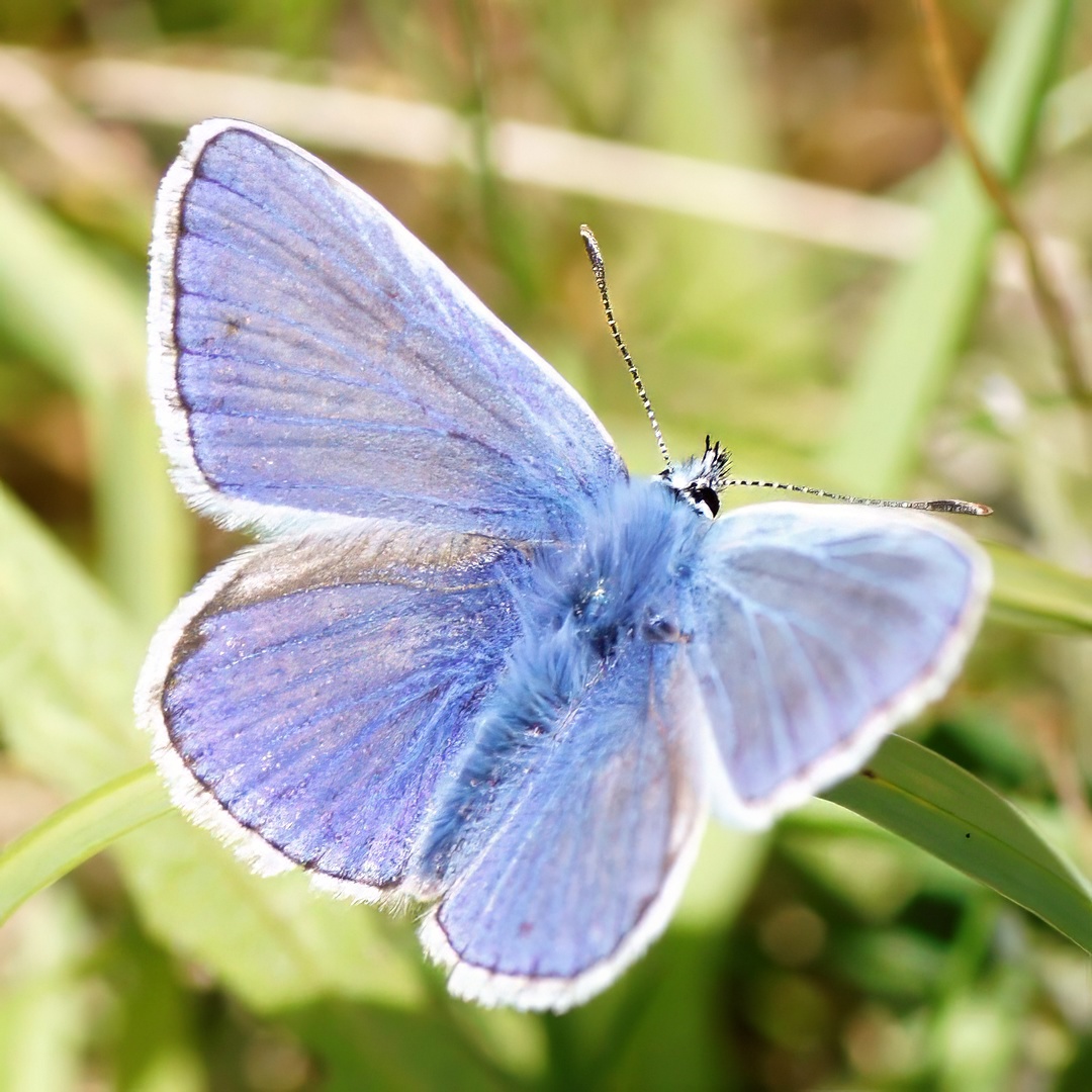 Common Blue Butterfly Male Lavender Blue Wings Spread Open Green Grass