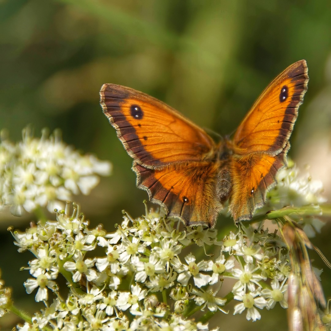 Gatekeeper Butterfly Vivid Orange Twin Eyespots Dark Border Wings Spread White Flowers
