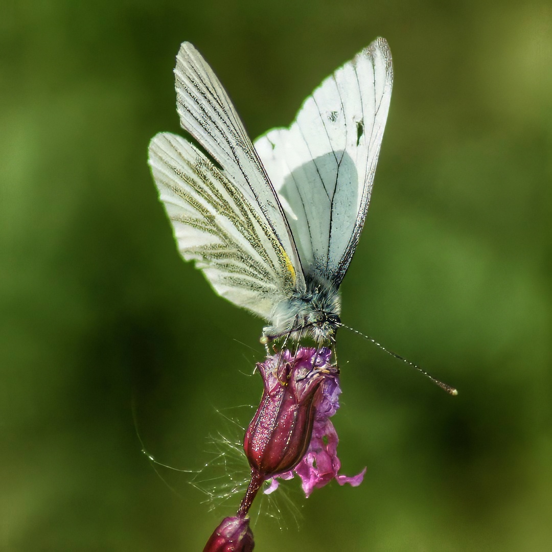 Green Veined White Butterfly White Wings Green Veins Feeding Purple Flower