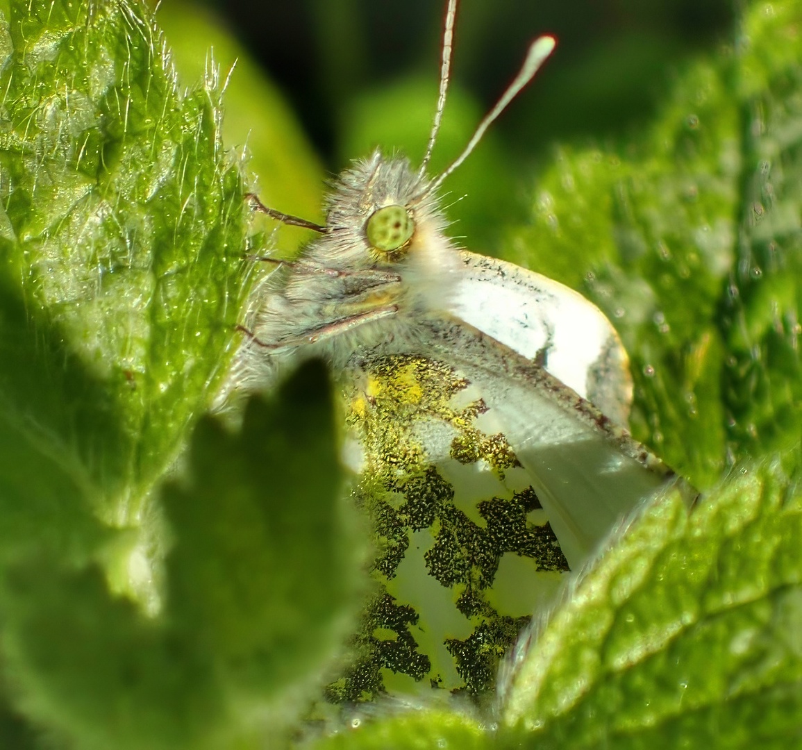 Green Veined White Face On Leaf