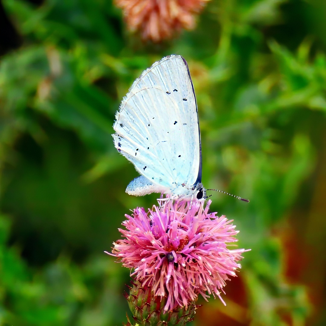 Holly Blue Underside Pink Knapweed