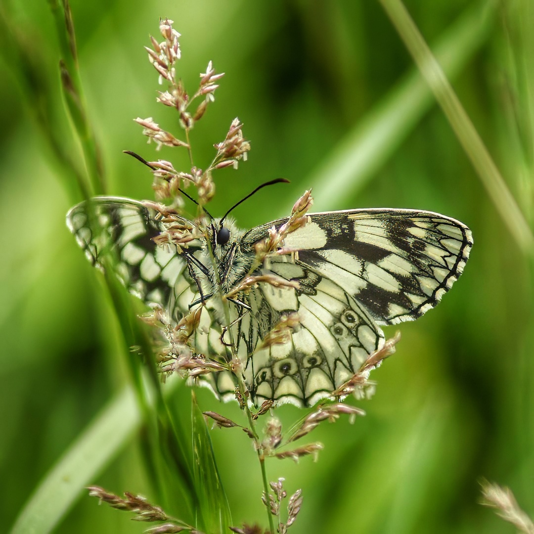Marbled White Butterfly Melanargia Galathea Black White Chequered Wings Spread Pink Grass Seedhead