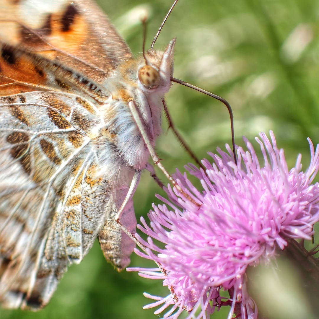 Painted Lady Butterfly Vanessa Cardui Patterned Wings Feeding Pink Thistle