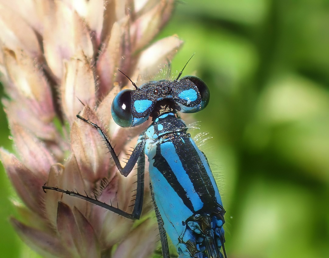 Azure Damselfly Blue Black Frontal Macro Bright Compound Eyes Seedhead