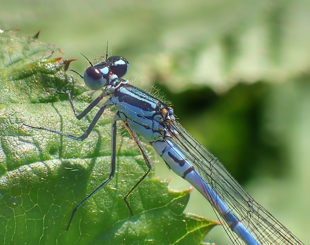 Azure Damselfly Coenagrion Puella Pale Blue Black Patterned Abdomen Large Dark Eyes Transparent Wings Green Leaf