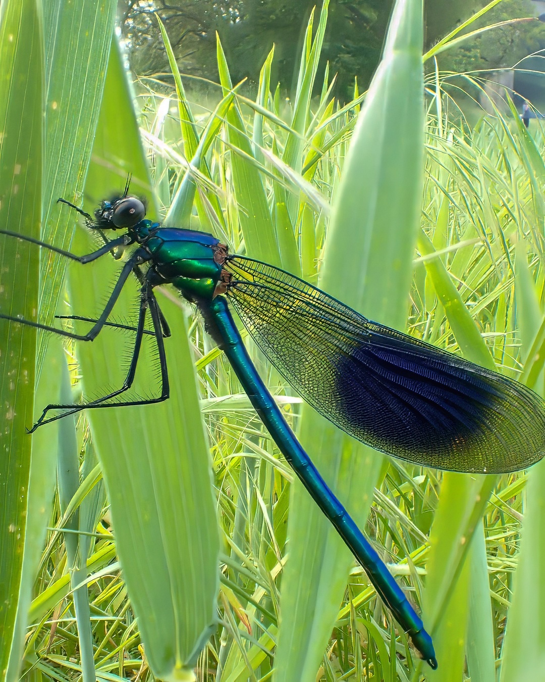 Banded Demoiselle Male Iridescent Blue Dark Wings Among Reeds
