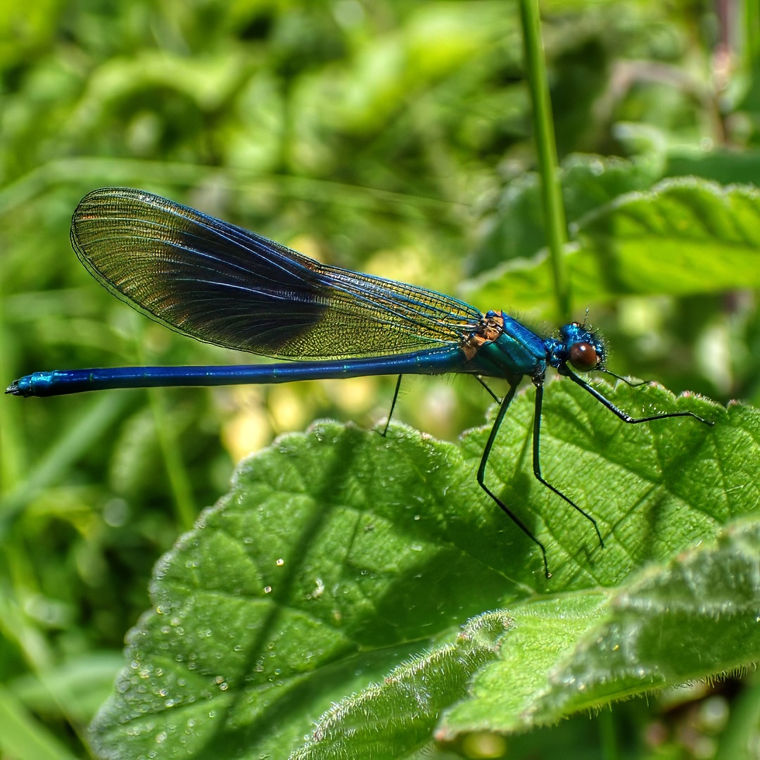 Banded Demoiselle Male Iridescent Blue Dark Wings On Leaf