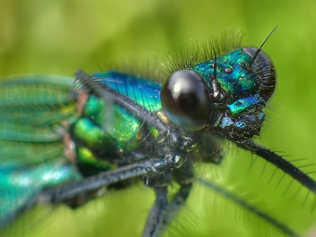 Beautiful Demoiselle Calopteryx Virgo Male Iridescent Blue Green Wings Body Large Dark Eye Macro