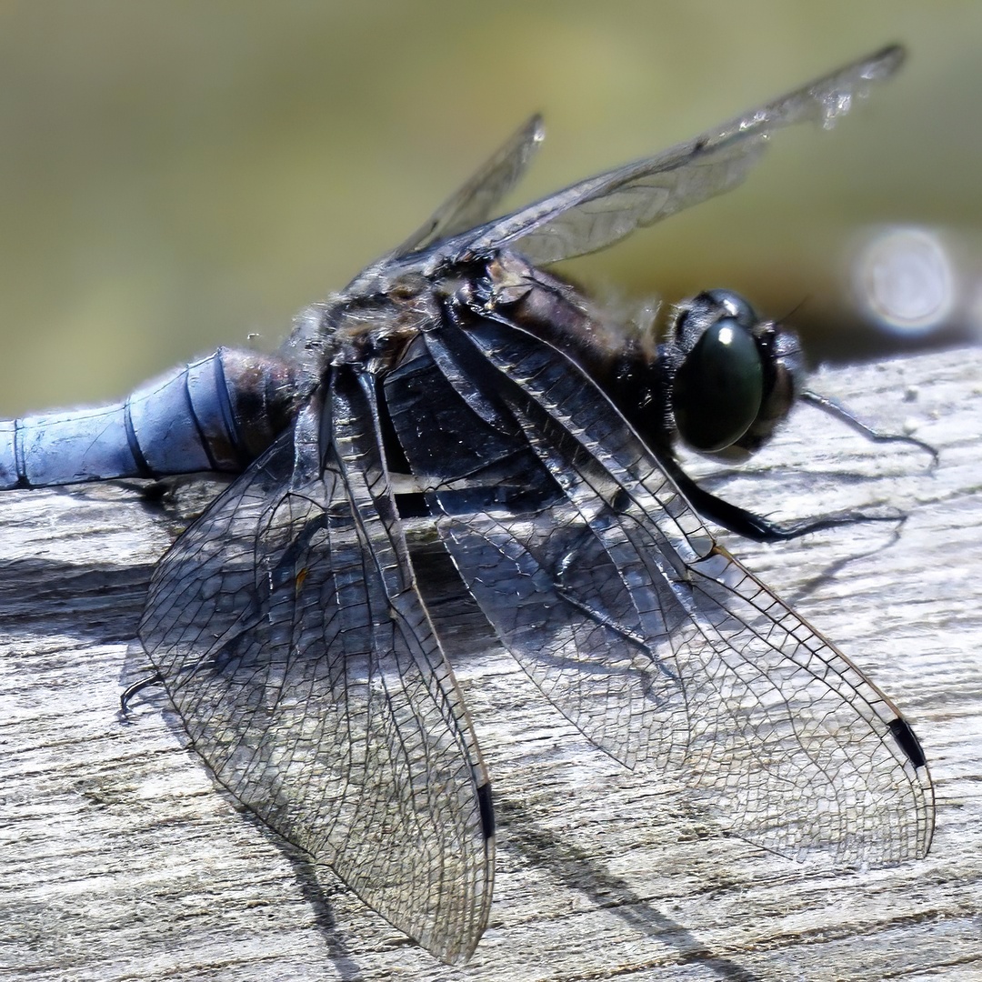 Black Darter Dragonfly Dark Blue Grey Body Transparent Wings Resting Weathered Wood