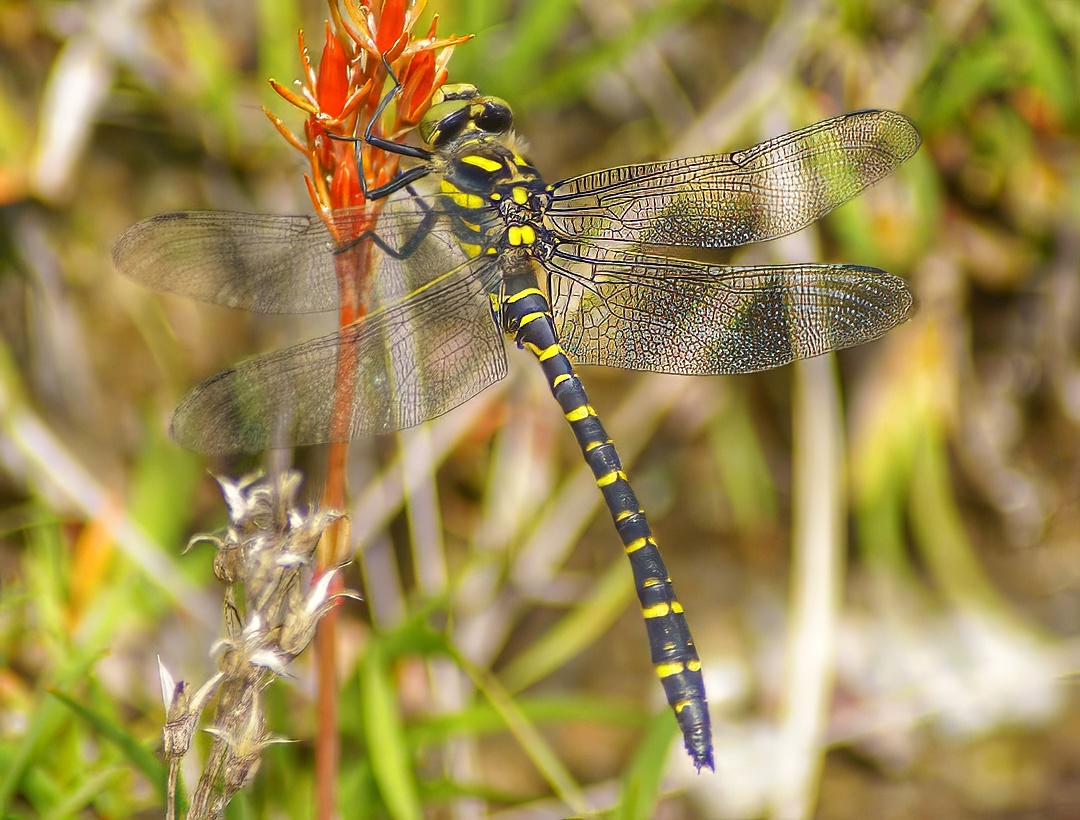 Black Darter Dragonfly Male Black Yellow Banded On Red Flower