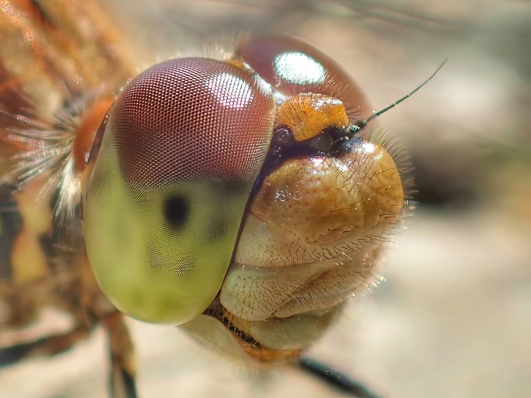 Common Darter Dragonfly Extreme Closeup Bicolored Compound Eye