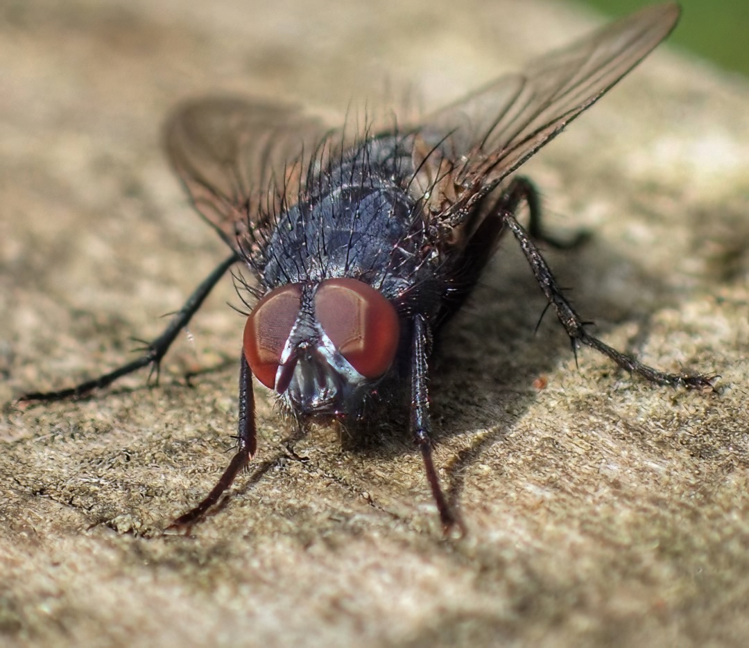 Blowfly Calliphoridae Frontal Face Macro Large Red Brown Compound Eye Dark Iridescent Blue Grey Thorax Sandy Surface