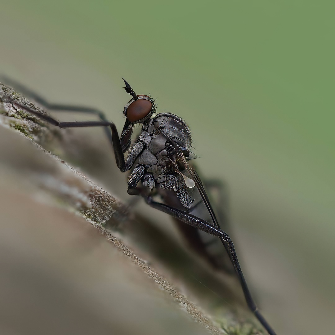 Dance Fly Dark Grey Body Red Brown Eye Long Proboscis On Mossy Stem