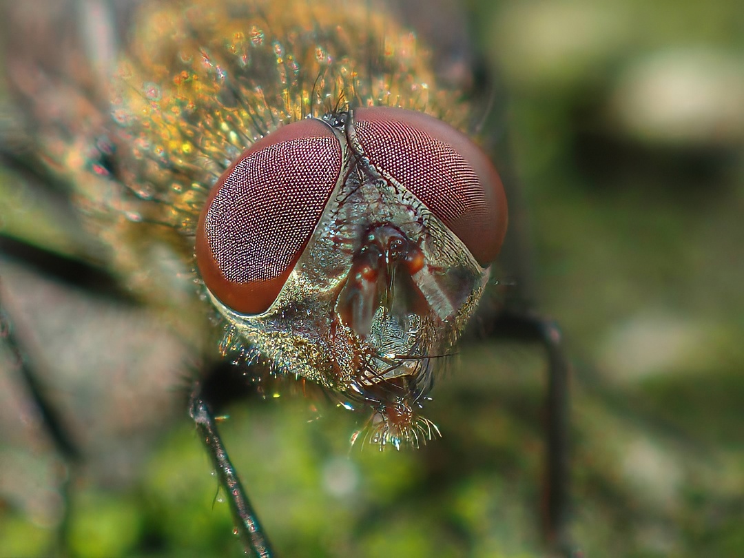 Drone Fly Eristalis Frontal Head Macro Large Dark Red Brown Compound Eyes Golden Hairy Iridescent Thorax Green Bokeh