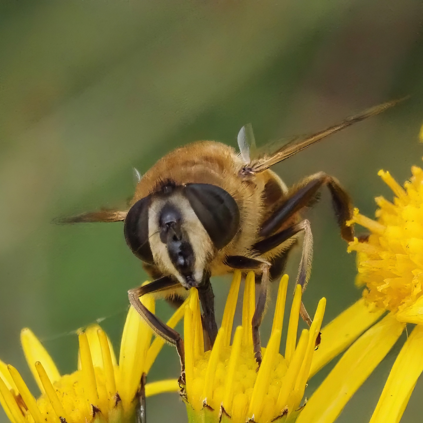 Drone Fly Eristalis Tenax Large Compound Eyes Orange Abdomen Yellow Ragwort Flower