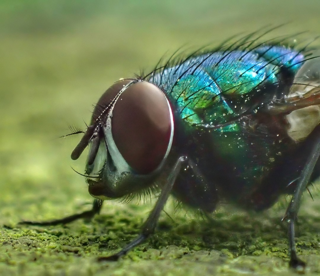 Greenbottle Fly Extreme Closeup Iridescent Blue Green Thorax Dark Red Eye On Moss