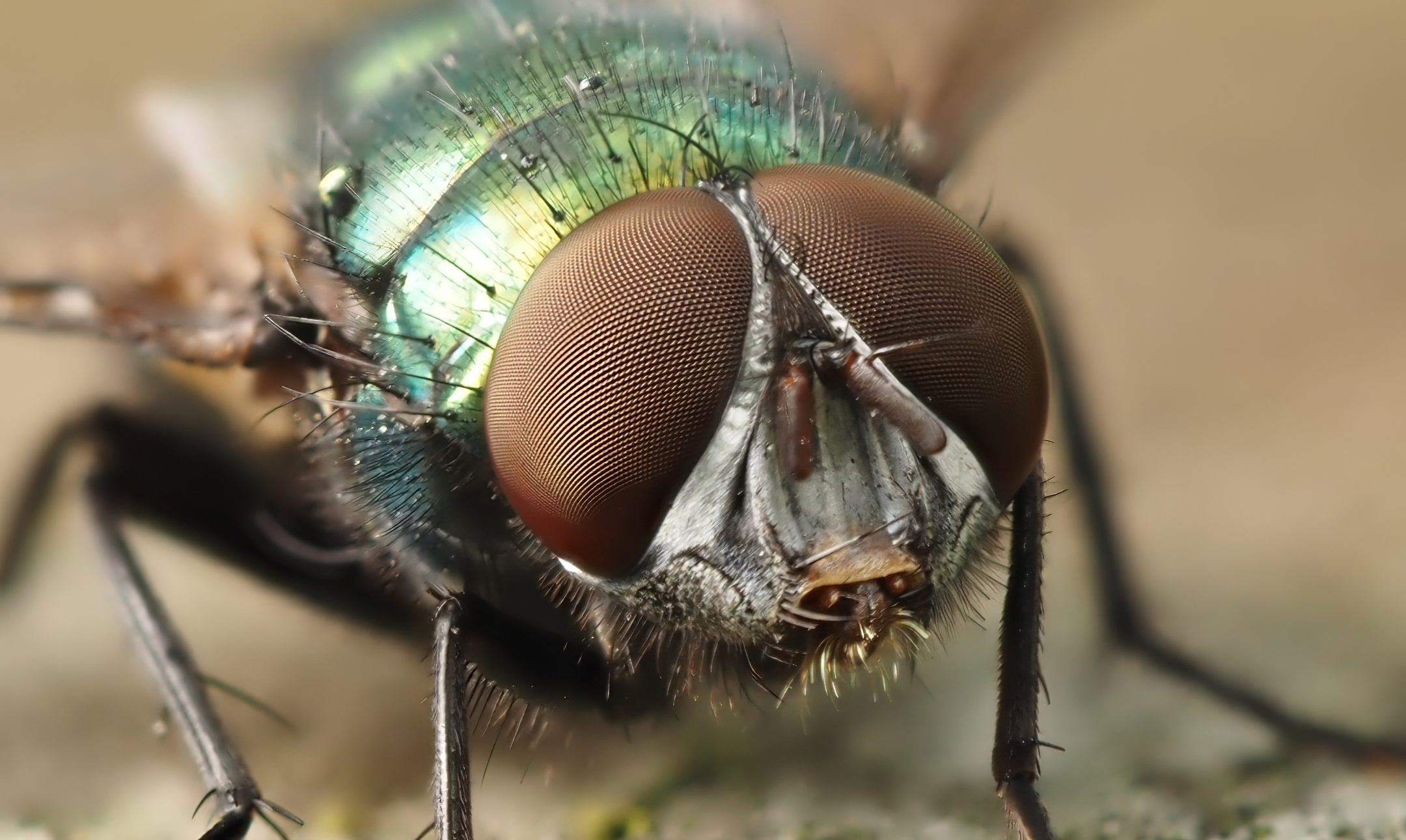 Greenbottle Fly Face On Large Red Brown Faceted Eyes Iridescent Green Gold Thorax